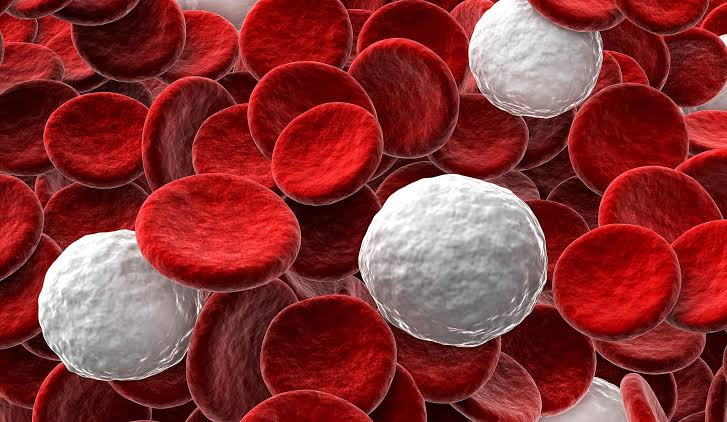 Foods That Support Red and White Blood Cell Production