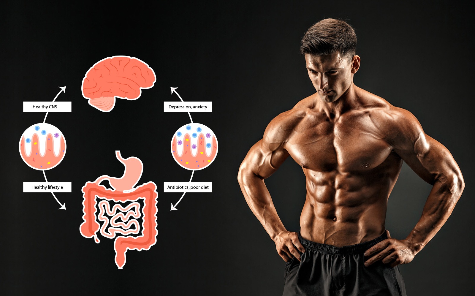 ⁠Microbiome and Muscle: Gut Health as a Hidden Fitness Tool.