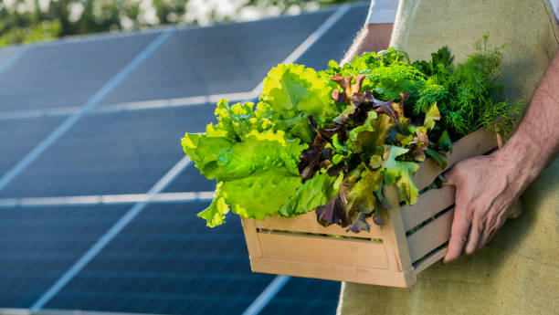  Solar-Powered Nutrition: Could Future Humans Absorb Energy Like Plants?